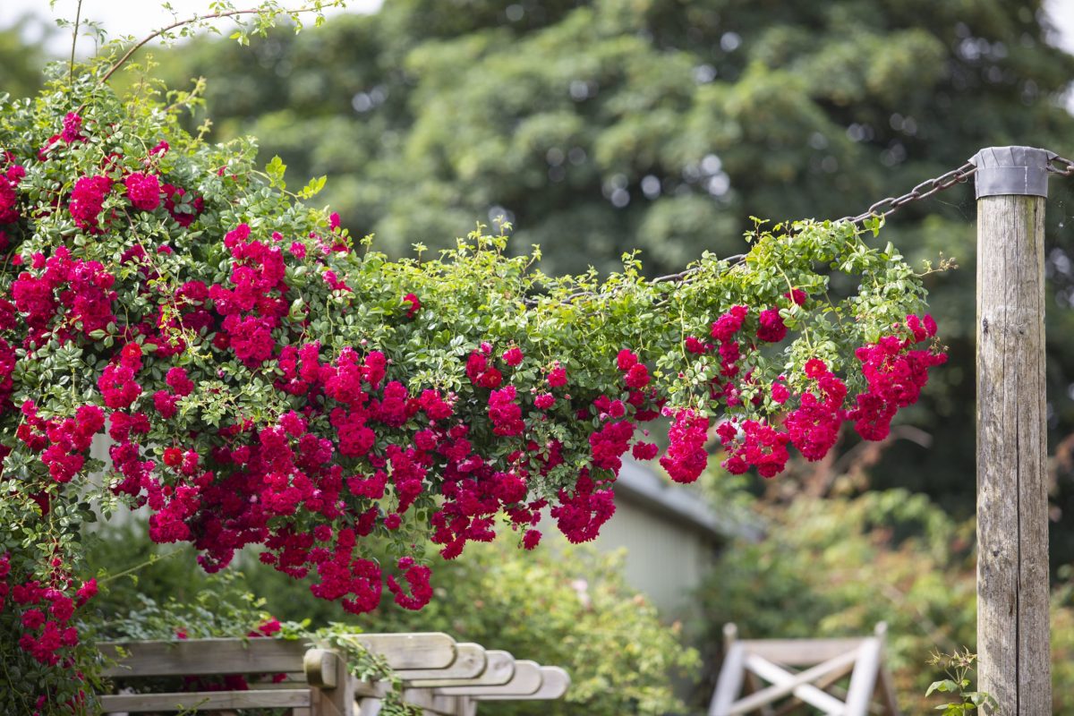 Плетистая роза рамблер от питомника «Королева Сада», Крым